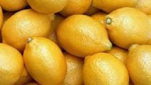 FRESH EUREKA LEMON FOR SELL