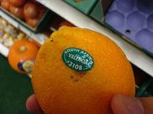 FRESH ORANGES FOR SALE FROM SOUTH AFRICA