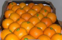 FRESH ORANGES FROM SOUTH AFRICA