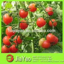 fresh vegetables 70g-4500g tomato paste brix 28-30% with certificate
