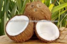 Fresh Water  Coconut s for sale