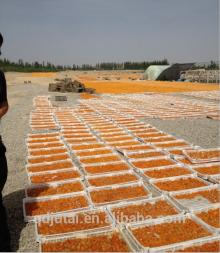 sun dried apricot dry fruits