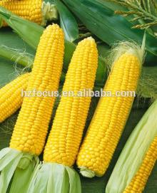 corn starch thickener best  price 