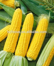  buy   corn  starch