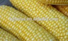 corn starch with price