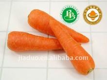 chinese organic  carrot 