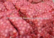 Fresh Red Onion
