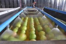 Mango Directly From Farm in Pakistan