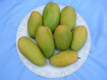 Fresh Mangoes Directly From Farm