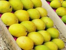 Mangoes from Global Gap & HACCP Certified  Farm s