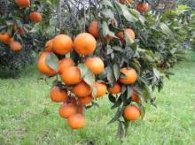  Farm   Fresh   Mandarin 