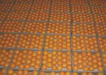  Navel   Valencia   Orange s