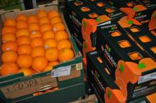 Mandarin Orange from Pakistan