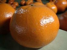 Sweet Fresh Mandarin Kinnow Best Quality