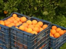 Fresh Kino Mandarin from Pakistan