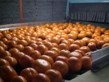 Sweet Fresh Mandarin Kinnow Direct from Orchard