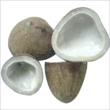  Dry   Coconut  ( Copra )