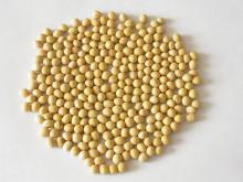 Non GMO Soybeans