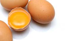 Organic Fresh Chicken Table Eggs & Fertilized Hatching Eggs