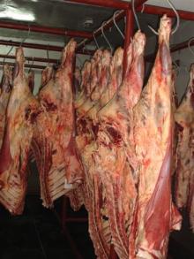 Frozen Halal Beef Carcasses And Fore Quarter / Hind Quarter Cuts