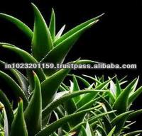  aloe   vera   juice 