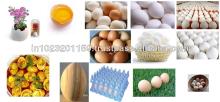  Egg , Chicken  egg , White shell  egg , Indian white shell chicken  egg /Duck  egg / Emu  egg 