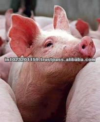 Indian frozen pork meat/white pork meat/whole pork frozen meat