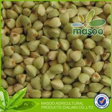 Buckwheat of green buckwheat cereal
