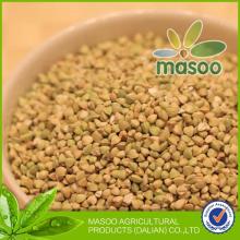chinese buckwheat groats