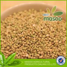 chinese buckwheat groats buckwheat price cheap