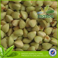  chinese   buckwheat  hot sale