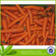fresh bulk carrot