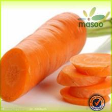 Local fresh plush red carrot /export price for chinese fresh red carrot