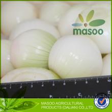 Fresh Onion,Fresh Vegetables,Good Quality Onion From China, High Quality Onion,Fresh Onion For Sale,