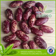 New 2013 Crop bulk dried kidney beans - Purple Speckled Kidney Beans from China