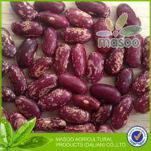 New 2013 Crop China Hot Sell long PSKB - Purple Speckled Kidney Beans