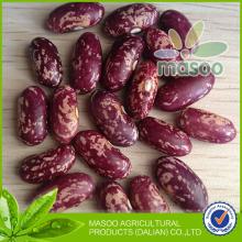 New 2013 Crop Export dry PSKB - Purple Speckled Kidney Beans