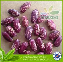 New 2013 Crop China Hot Sell PSKB - Purple Speckled Kidney Beans