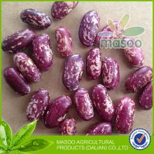 New 2013 Crop bulk dried round PSKB - Purple Speckled Kidney Beans from China