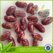 New 2013 Crop Export dry round PSKB - Purple Speckled Kidney Beans from China