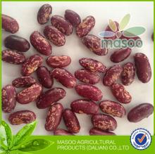 New 2013 Crop Export dry long PSKB - Purple Speckled Kidney Beans from China