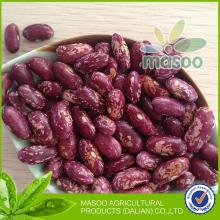 New 2013 Crop China Hot Sell long  purple   bean s -  Purple  Speckled Kidney  Bean s