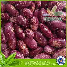 New 2013 Crop China Hot Sell Speckled Kidney Beans - Purple Speckled Kidney Beans