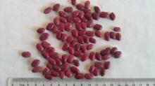 Masoo Canned bulk dried red kidney beans