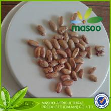Heilongjiang Light speckled kidney beans LSKB