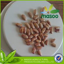 Masoo Round shape Light speckled kidney beans