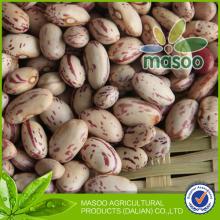 2013 Masoo Agricultural Round shape light speckled kidney beans