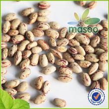 Chinese Heart shape pinto beans/light speckled kidney beans