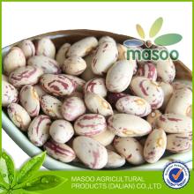 Masoo Light speckled kidney beans wiht high quality(huanan round shape)