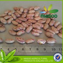 2013 new green light speck led  kidney beans